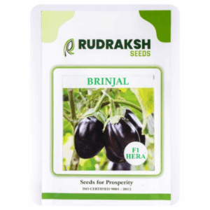 RUDRAKSH BRINJAL F1 HERA (10gms)