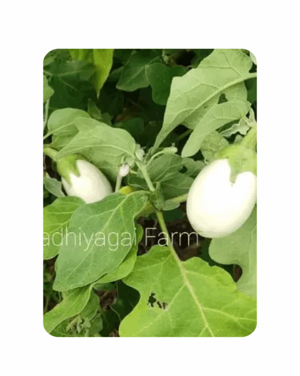 Brinjal White (50- 70 Seeds)