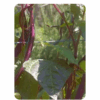 Purple Beans -Vine (10 to 12 Seeds)