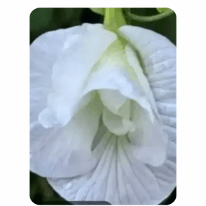 Butterfly Pea (White Double Petal) Aparajita (15 - 20 Seeds)