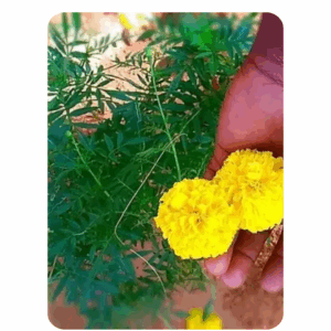 Marigold Yellow (20 to 30 Seeds)