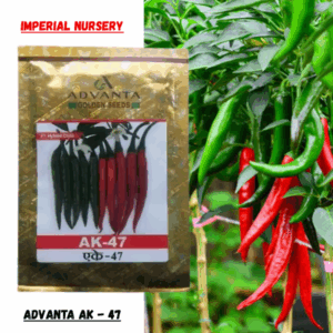 F1 Hybrid Chilli AK-47 ( 10gm )