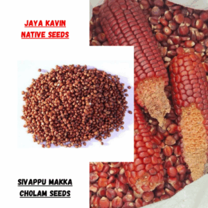 Sigappu Maka cholam (100 seeds)