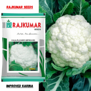 Rajkumar Cauliflower Seeds (Improved karina) (50gm)
