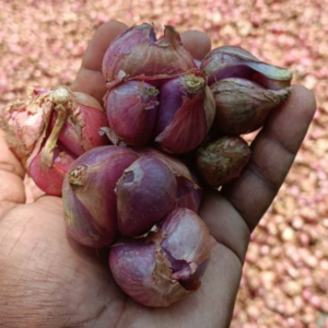 Organic Sambhar Onion ( 1Kg )