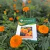 Marigold Orange King (1000-Seeds)