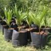 Coconut Plant