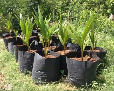 Coconut Plant