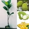 Jack Fruit Plant
