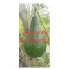 Kuduvai Surakkai (100 seeds)