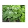 Kaasini Keerai (100 seeds)