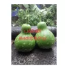 Panai Surakkai (100 seeds)