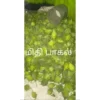 Meedhi Pagal (mini Bitter-guard) (100 seeds)