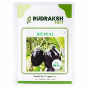 RUDRAKSH BRINJAL F1 HERA (10gms)