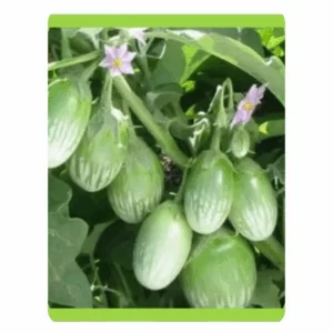 RUDRAKSH F1 EVER GREEN BRINJAL SEEDS (10 gms)
