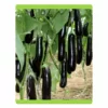 RUDRAKSH F1 LONG-10 BRINJAL SEEDS (10 gms)