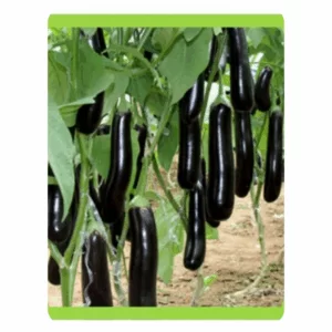 RUDRAKSH F1 LONG-10 BRINJAL SEEDS (10 gms)