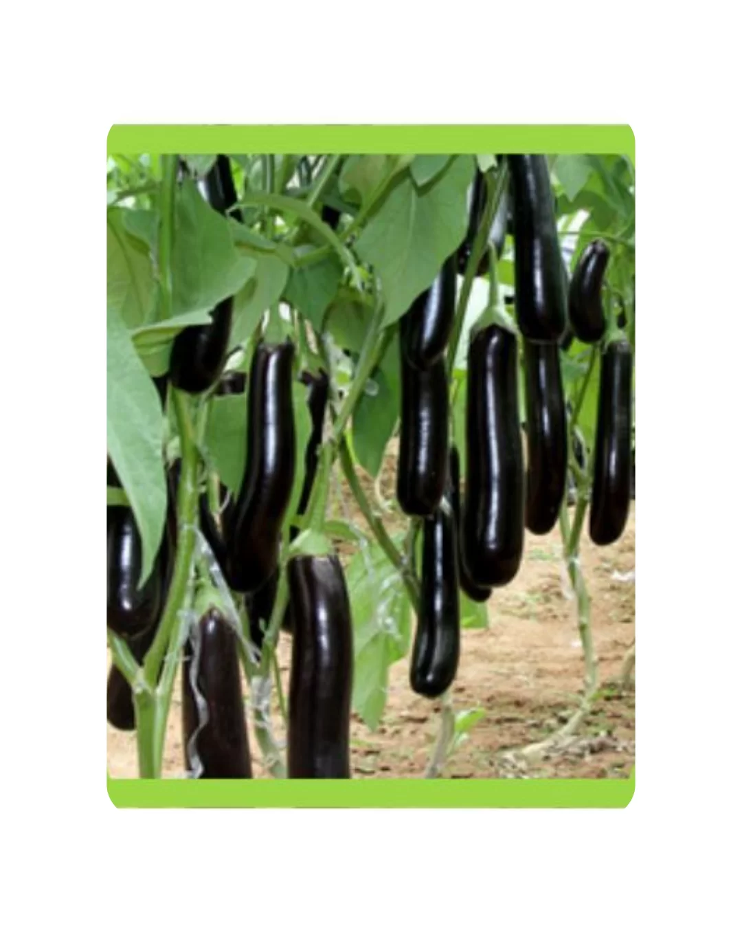 RUDRAKSH F1 LONG-10 BRINJAL SEEDS (10 gms)