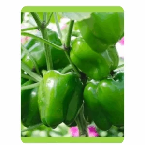 RUDRAKSH F1 GREEN DIAMOND CAPSICUM SEEDS (10 gms)