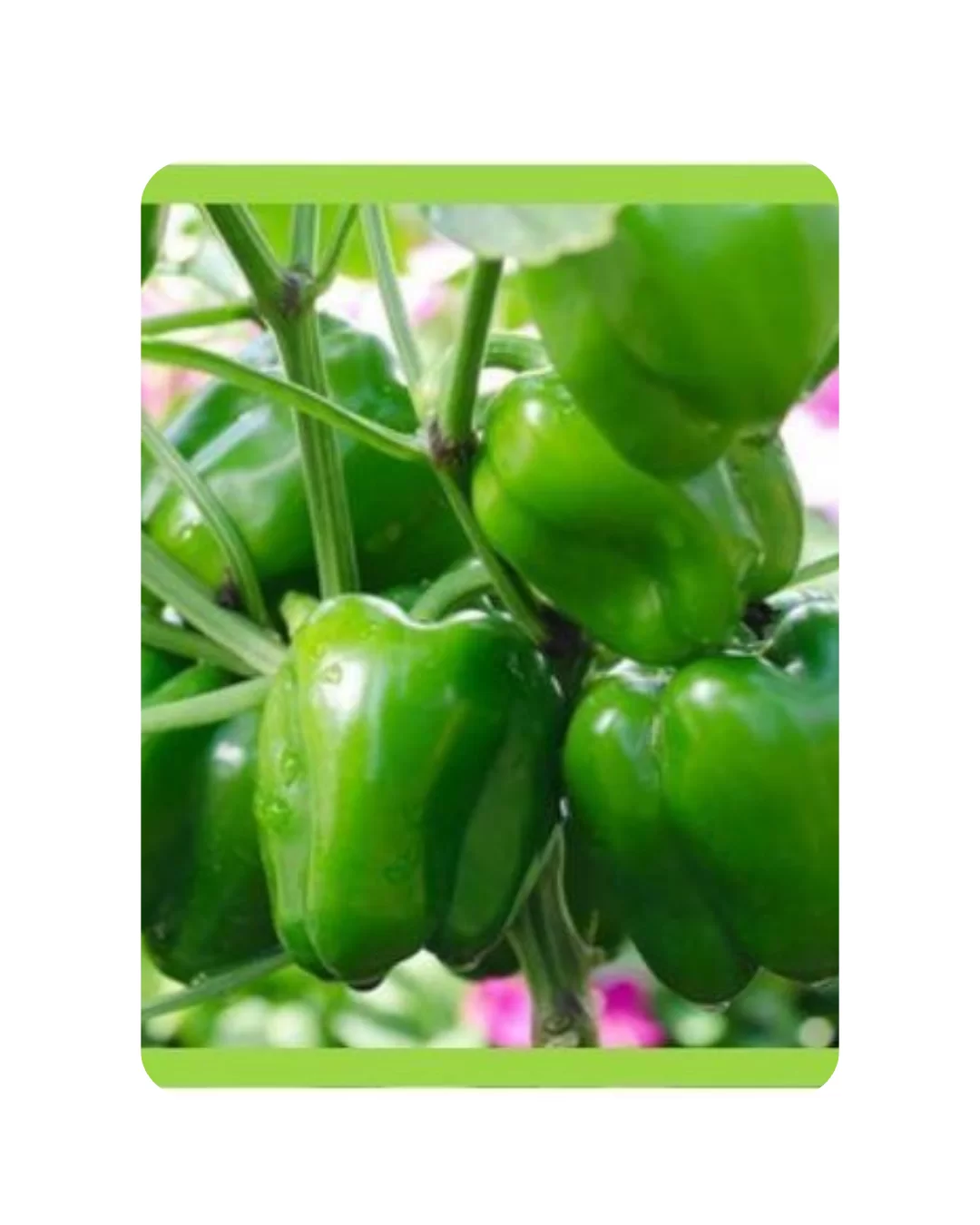 RUDRAKSH F1 GREEN DIAMOND CAPSICUM SEEDS (10 gms)