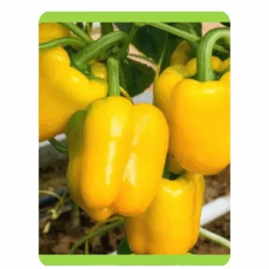 RUDRAKSH F1 YELLOW DIAMOND CAPSICUM SEEDS (10 gms)