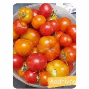 Tomato TN (Bush) (30 - 50 Seeds)