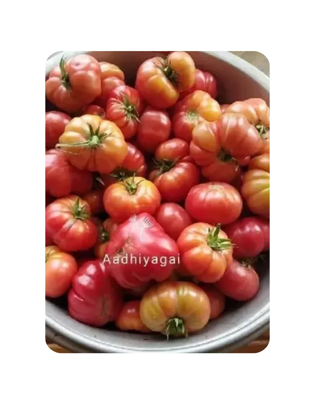 Tomato Kashi - Vine (30 - 50 Seeds)