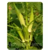 Green Round Okra (12 - 15 Seeds)