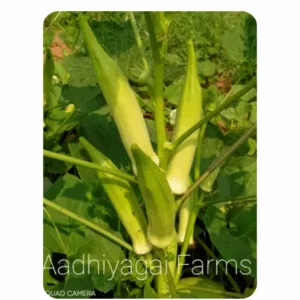 Green Round Okra (12 - 15 Seeds)