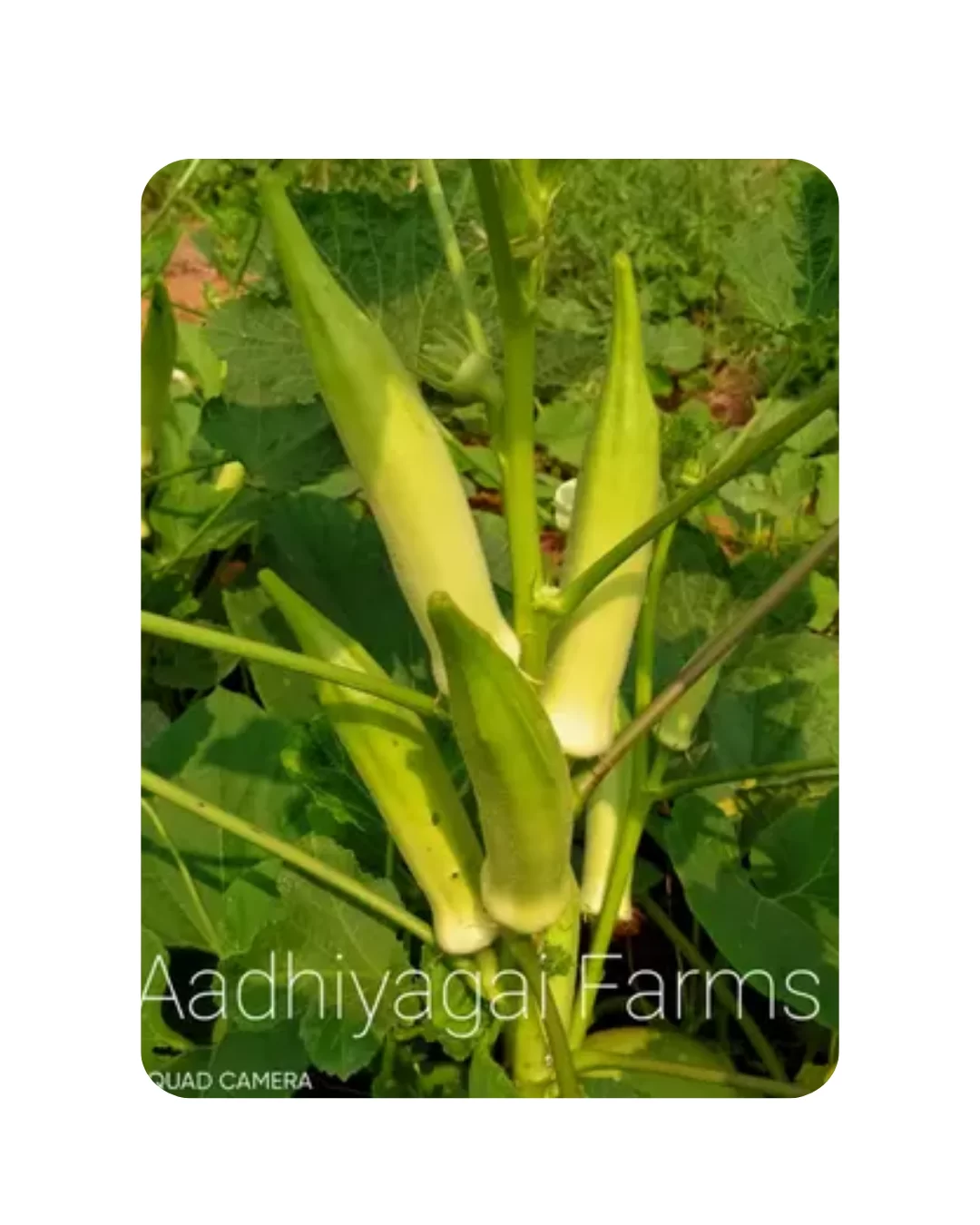 Green Round Okra (12 - 15 Seeds)