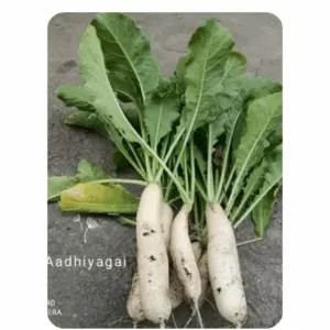 Radish white (80 to 90 Seeds)