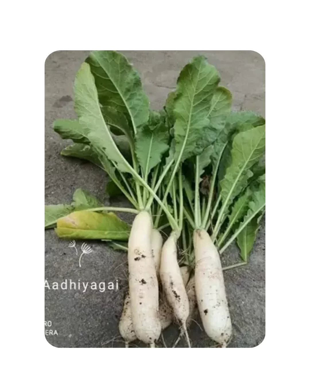 Radish white (80 to 90 Seeds)