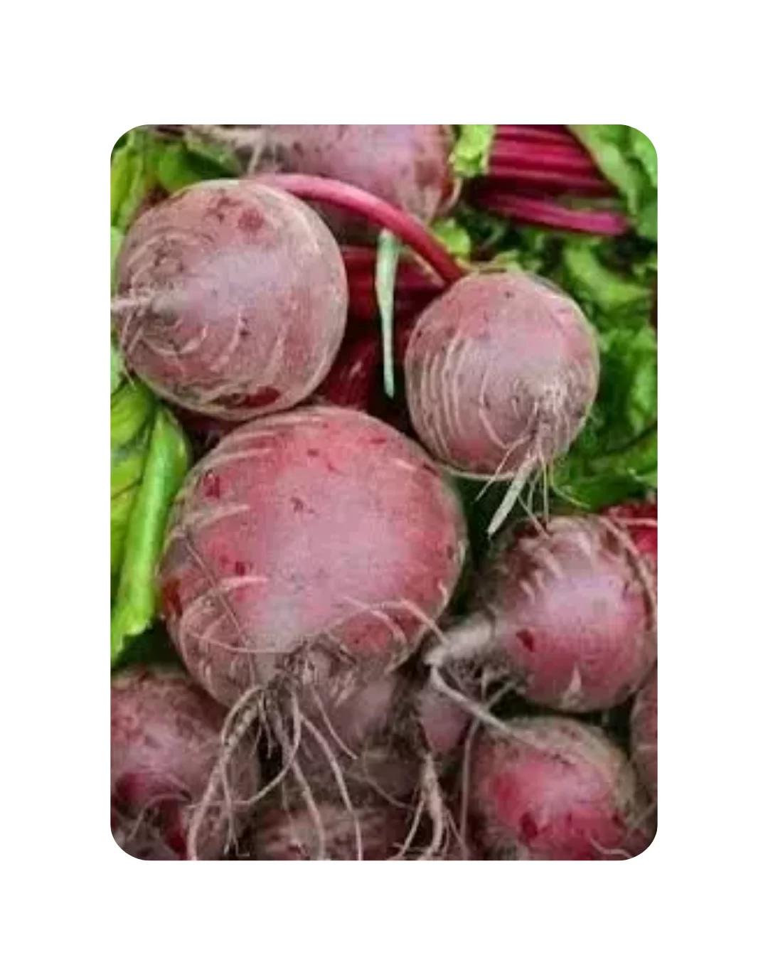 Beetroot (70 to 80 Seeds)