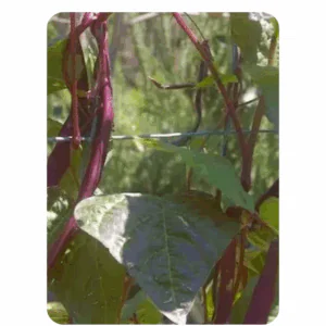 Purple Beans -Vine (10 to 12 Seeds)