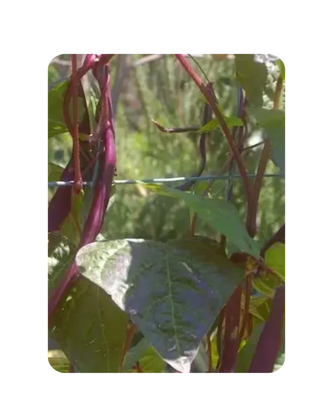 Purple Beans -Vine (10 to 12 Seeds)