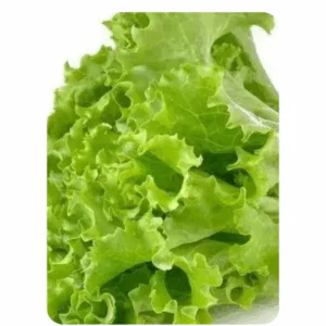 Lettuce Green (50 to 60 Seeds)