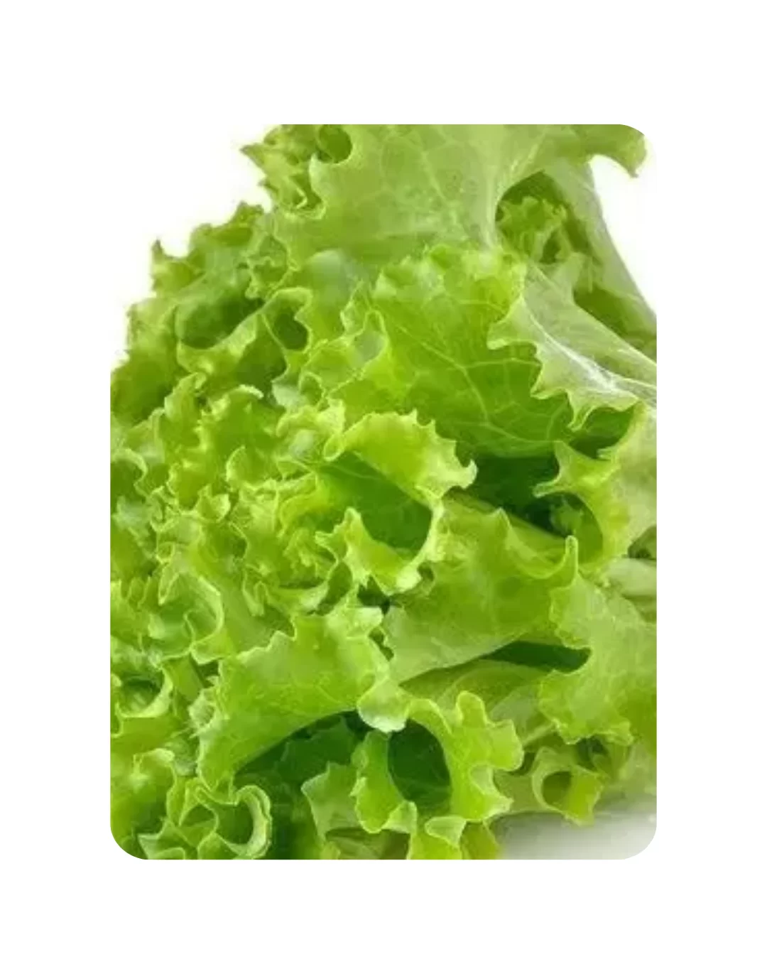 Lettuce Green (50 to 60 Seeds)