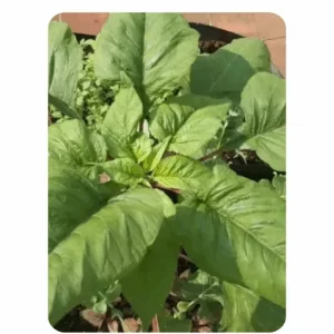 Foxtail Amaranthus Green (5 to 10gms Seeds)