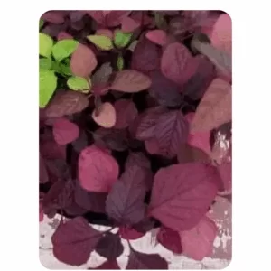 Foxtail Amaranthus Red (5 to 10gms Seeds)