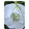 Butterfly Pea (White Double Petal) Aparajita (15 - 20 Seeds)