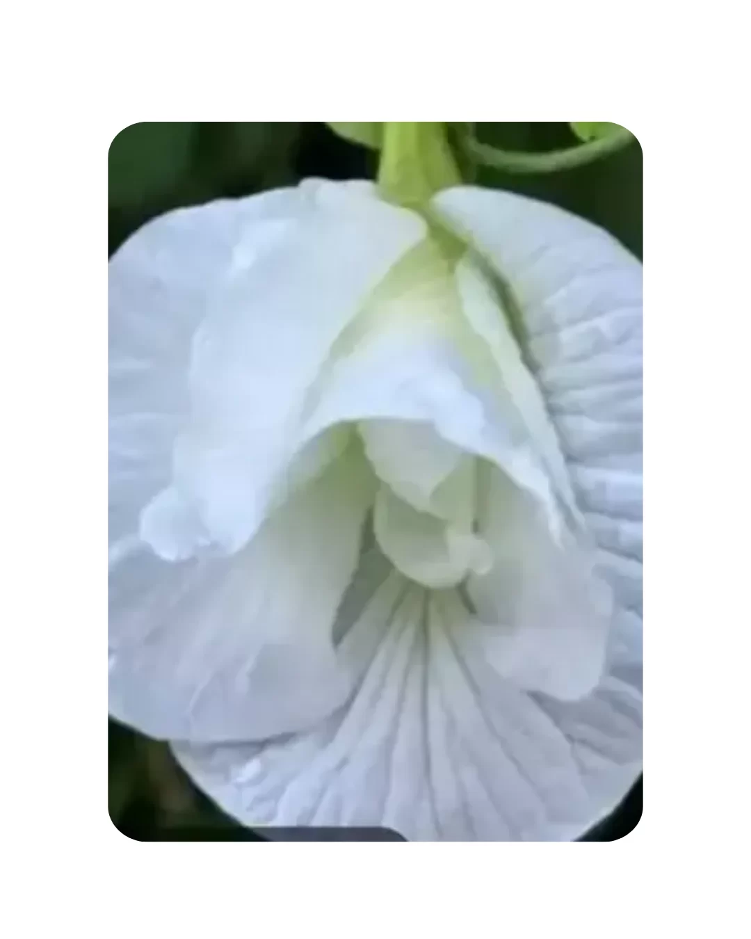 Butterfly Pea (White Double Petal) Aparajita (15 - 20 Seeds)