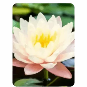 Lotus Pink (8 - 10 Seeds)