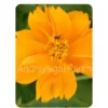 Cosmos Yellow Flower (20 to 30 Seeds)