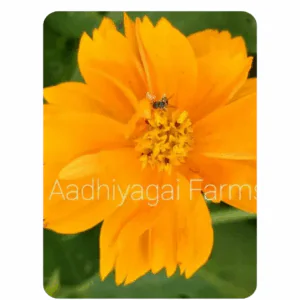 Cosmos Yellow Flower (20 to 30 Seeds)