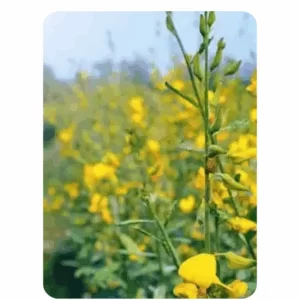 Hemp (10gm) Seeds