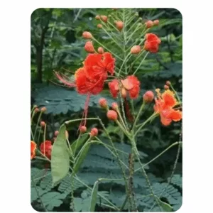 Gulmohar (15 - 20 Seeds)