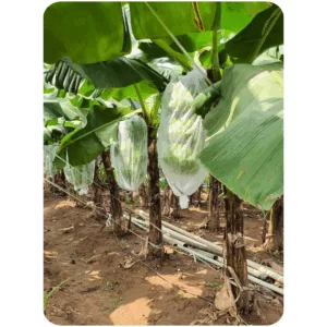 FRUIT COVER ROLL (17 GSM 10 INCHX200M)