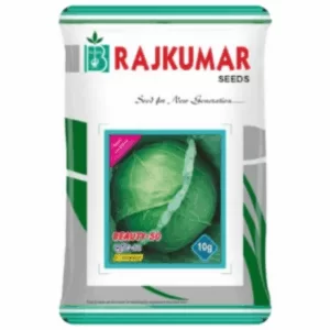 Rajkumar Cabbage F1 Hybrid Seed (Beauty 50) (10gm)