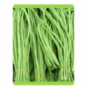 RUDRAKSH (GOMATI) LONG BEAN SEEDS (500 gms)