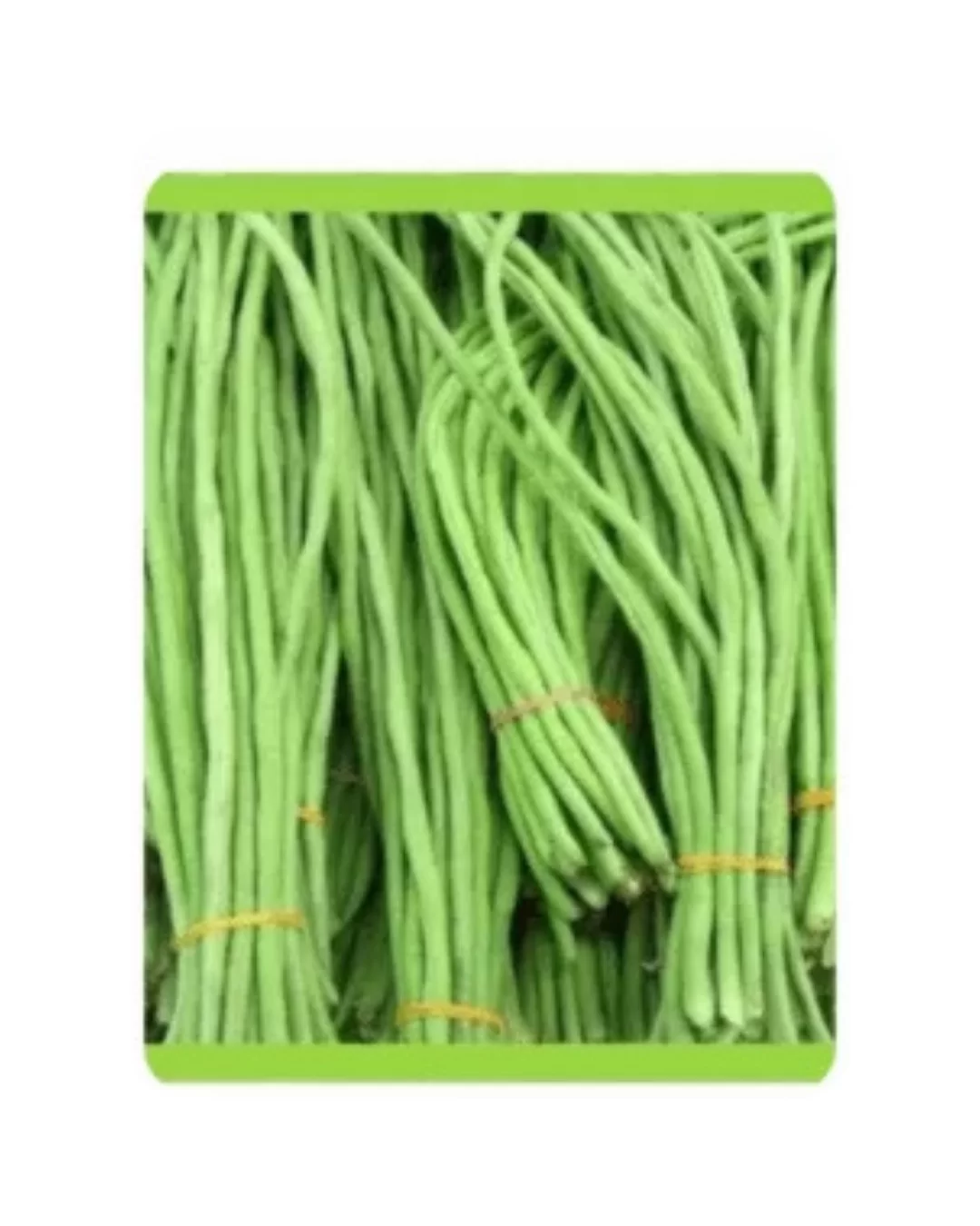 RUDRAKSH (GOMATI) LONG BEAN SEEDS (500 gms)